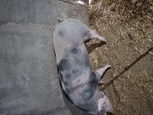 Porc pentru sacrificat