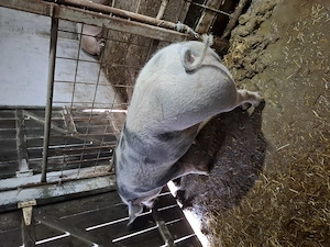 Porc pentru sacrificat - imagine 2