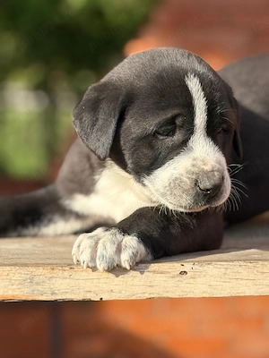 Mascul asia centrala - imagine 4