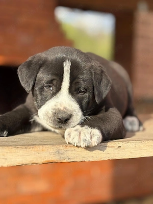 Mascul asia centrala - imagine 5