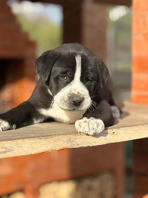 Mascul asia centrala - imagine 3