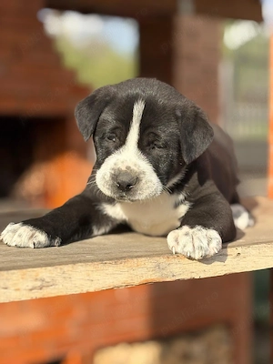 Mascul asia centrala - imagine 2