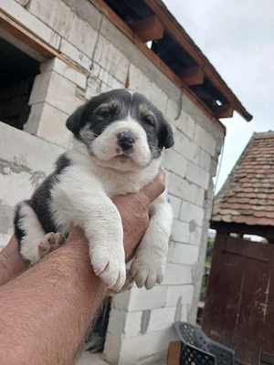 Femeluta asia centrala