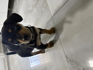 Catelus Teckel de vanzare  - imagine 2