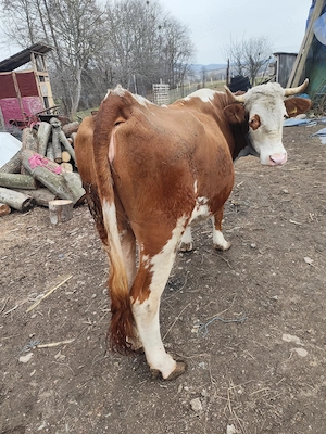 Vaci de vânzare  - imagine 2