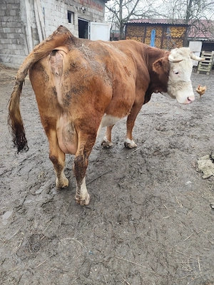 Vaci de vânzare  - imagine 3