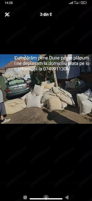 Achizitie de pene de gasca 