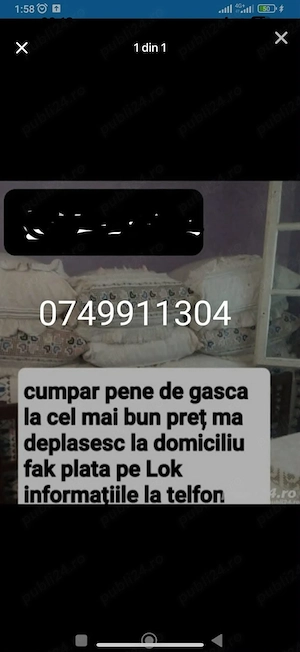 Achizitie de pene de gasca