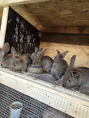 urias german pui  - imagine 3