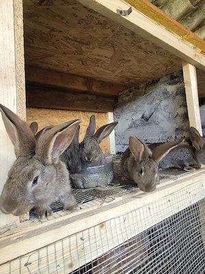 urias german pui  - imagine 2