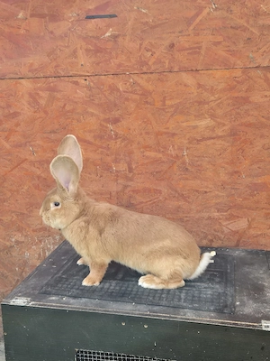 urias german galben  - imagine 2