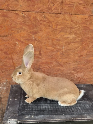 urias german galben  - imagine 3