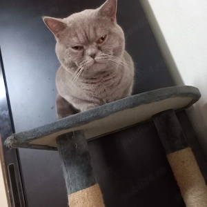Pui British Shorthair 