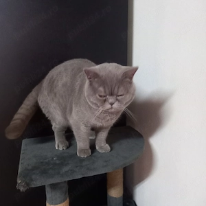 Pisoi Rasa British shorthair  - imagine 2