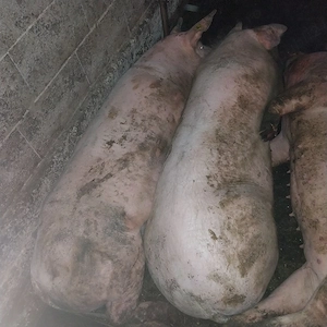 Scroafa de sacrificat - imagine 2