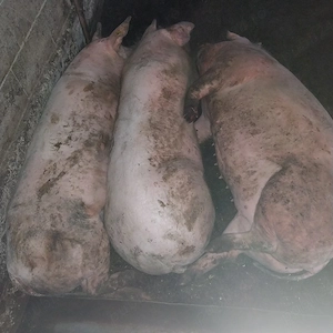 Scroafa de sacrificat