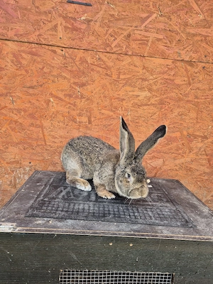 urias german  - imagine 4