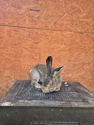 urias german  - imagine 2