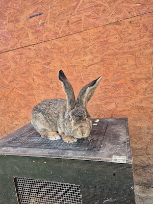 urias german  - imagine 3