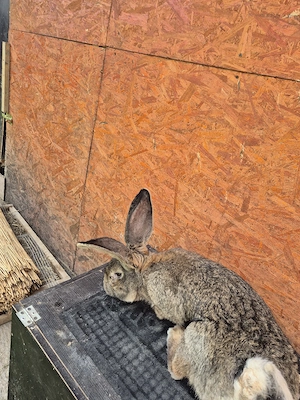 urias german  - imagine 5