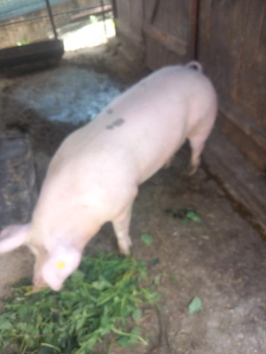 Vând 1 porc cu greutate  aproximativ  85kg - imagine 2