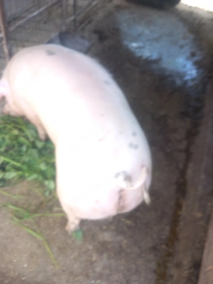 Vând 1 porc cu greutate  aproximativ  85kg