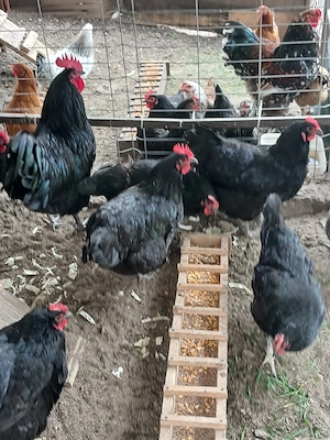 pui Australorp si metis brahma - imagine 2
