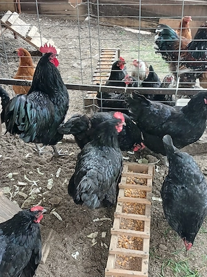 pui Australorp si metis brahma - imagine 4