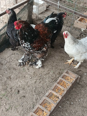 pui Australorp si metis brahma - imagine 5
