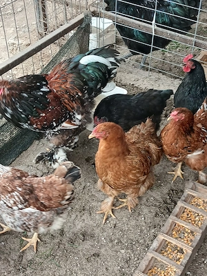 pui Australorp si metis brahma - imagine 3