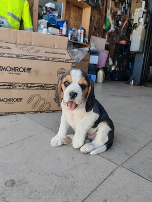 Cățel din rasa Beagle