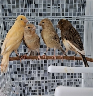 Vand Canari