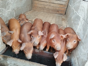 De vânzare 9 purcei,duroc. - imagine 3