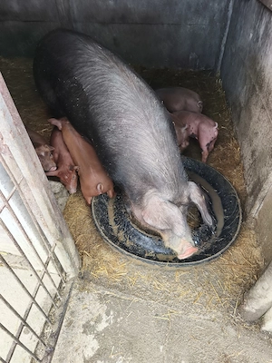 Vand purcei - imagine 3