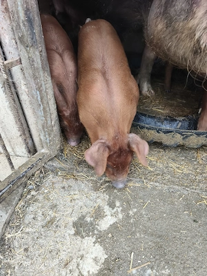 Vand purcei - imagine 4