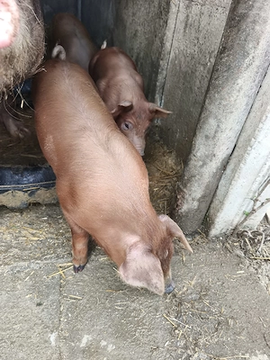 Vand purcei - imagine 2