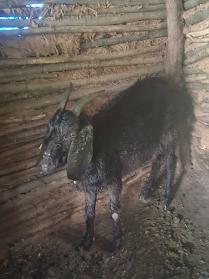 Vând capra Anglonubiană - imagine 2