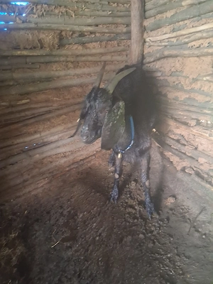 Vând capra Anglonubiană - imagine 3