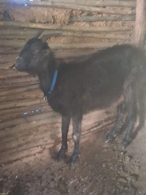 Vând capra Anglonubiană