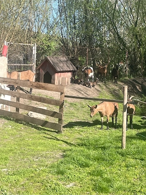 vand 5 capre la alegere  - imagine 2