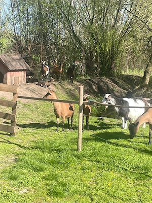 vand 5 capre la alegere 