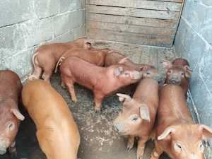 De vânzare 9 purcei,duroc. - imagine 2