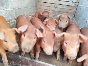 De vânzare 9 purcei,duroc. - imagine 4