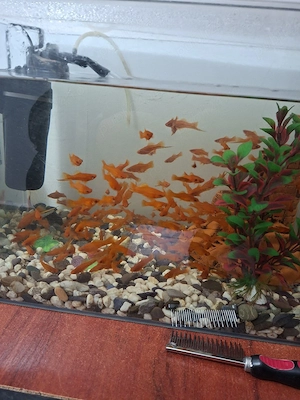 pesti exotici xifo. - imagine 2