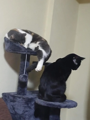 TITLU: Cat Sitting de LUX & Asistență Medicală (Jurist & Asistent Medical)    Olimpul Pisicilor  - imagine 2