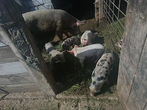 De vânzare scroafă cu 5 purcei 5 săptămâni purceii - imagine 2