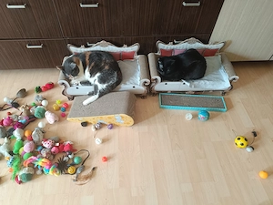 TITLU: Cat Sitting de LUX & Asistență Medicală (Jurist & Asistent Medical)    Olimpul Pisicilor  - imagine 3