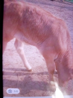 Vind vițel de rasă de carne 