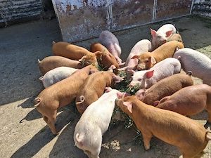 purcei duroc si mtisi duroc - imagine 2