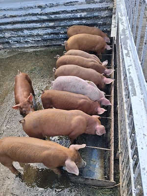 purcei duroc si mtisi duroc - imagine 4